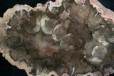 Rare Rhexoxylon Petrified Wood From Zimbabwe - #7637-2